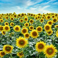 Cortona Sunflowers #2 Fine Art Print