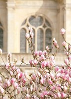 Spring Magnolias In Paris Fine Art Print