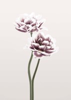 Cosmos 1 Fine Art Print