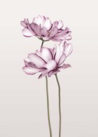 Cosmos 2 Fine Art Print