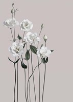 Flower 1 Fine Art Print