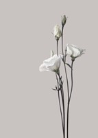 Flower 2 Fine Art Print