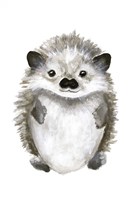 Little Hedgehog Framed Print