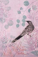 Dusk Wattlebird in Pink Fine Art Print