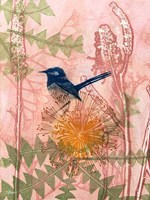 Little Blue Wren Fine Art Print