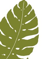 Monstera Fine Art Print