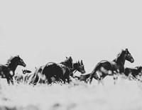 Wild Horses of the Great Basin Fine Art Print