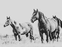 Wild Horses of the Great Basin 4 Fine Art Print