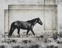 Wild Horses of the Great Basin 5 Fine Art Print