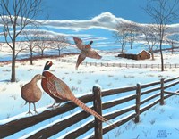 Wintering Pheasants Fine Art Print