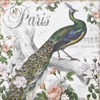 Paris Peacock Fine Art Print