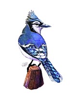Songbirds- Bluejay Fine Art Print