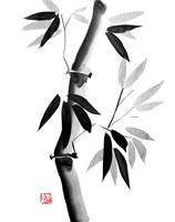 Bamboo 2 Fine Art Print