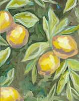 Lemon Tree Fine Art Print