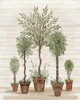 Potted Tree Collection Fine Art Print
