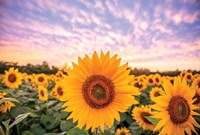 Sunflower Sunset Fine Art Print