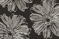 Flower Pop Sketch VII-Black BG Fine Art Print