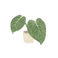 Philodendron Gloriosum III Fine Art Print