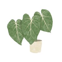 Philodendron Gloriosum IV Fine Art Print