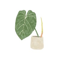 Philodendron Gloriosum V Fine Art Print