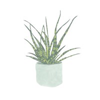 Snake Plant I Fine Art Print