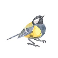 Songbird III Fine Art Print