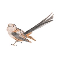 Songbird IV Fine Art Print