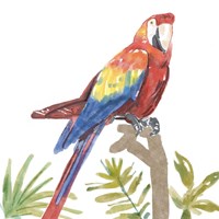 Tropical Parrot Fine Art Print