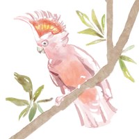 Tropical Cockatoo Fine Art Print