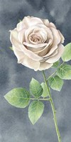 Ivory Roses on Gray Panel II Fine Art Print