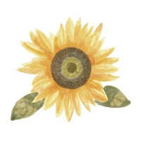 Single Sunflower II Fine Art Print