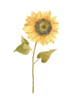 Single Sunflower Portrait I Fine Art Print