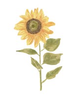 Single Sunflower Portrait II Framed Print