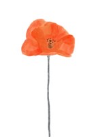 Solo Poppy Red II Fine Art Print