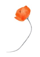 Solo Poppy Red III Fine Art Print