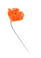 Solo Poppy Red IV Fine Art Print