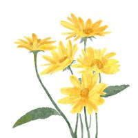 Wildflower Group I Fine Art Print
