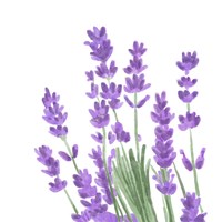 Wildflower Group II Fine Art Print