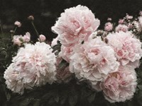 Peony Poetry I Fine Art Print