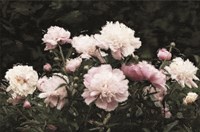 Peony Poetry II Fine Art Print