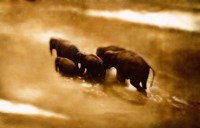 The Crossing Fine Art Print