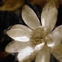 Bronze Lily Fine Art Print