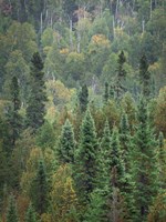 Superior National Forest IV Crop Fine Art Print