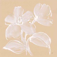 Poppy I Framed Print