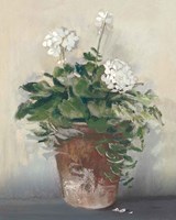 Pot of White Geraniums Fine Art Print