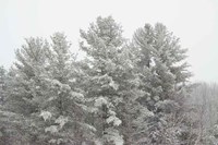 Winter Pines Fine Art Print
