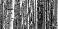 Aspen Grove Fine Art Print