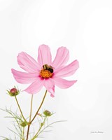 Pale Cosmos II Framed Print