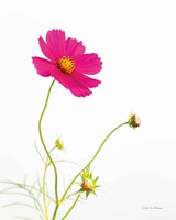 Magenta Cosmos I Fine Art Print