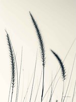 Field Grasses IV Framed Print
